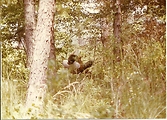 Hammock Pope AFB